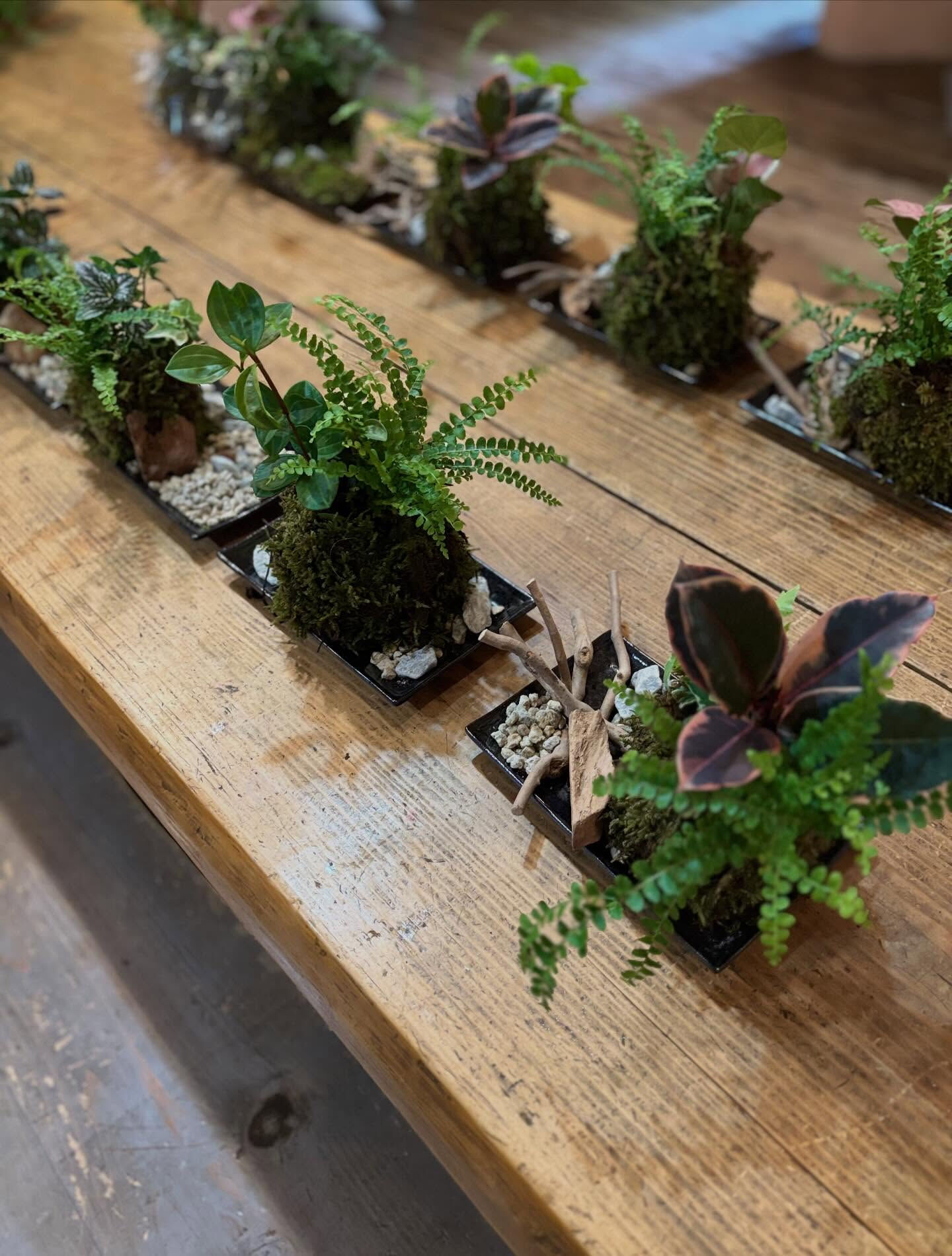 🌿夏前に、苔と枝でつくる、涼の景色🌿
